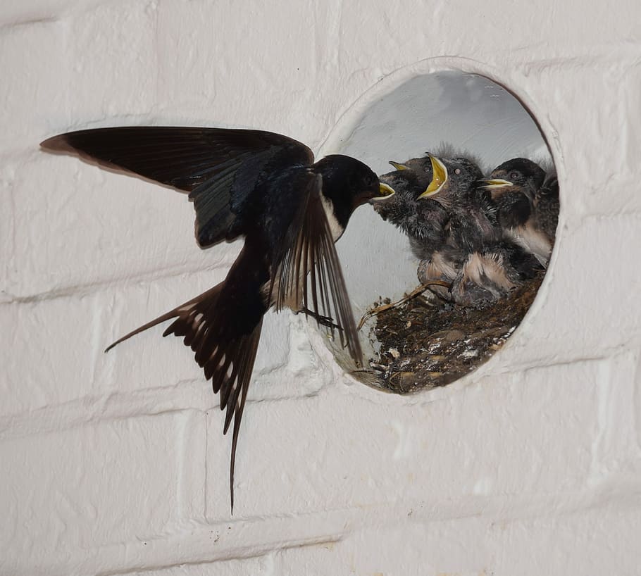 Barn, Swallows, Nest, Feed, Nature, barn swallows, bill, breed HD wallpaper