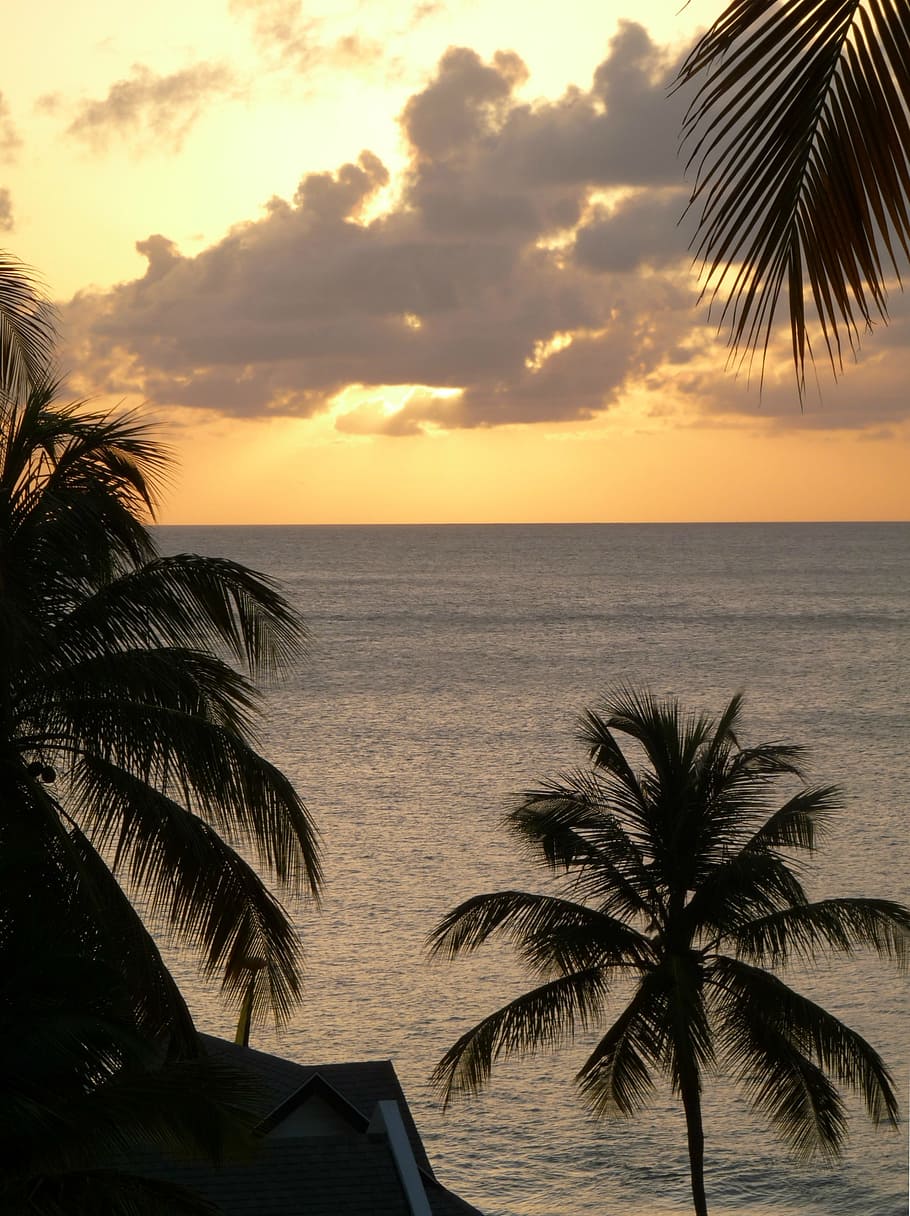 green coconut tree near body of water, sunset, clouds, sky HD wallpaper