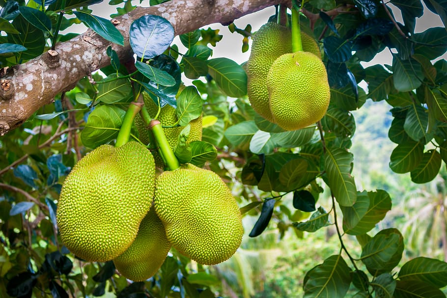 jackfruit, green, delicious, food, exotic, nature, healthy, HD wallpaper
