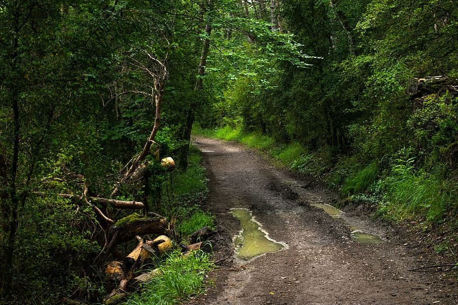 Spain, Santiago, Path, Road, Ride, santiago path, green, quiet HD wallpaper