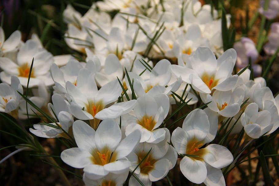 Flowers, Spring, Crocuses, Plant, handsomely, march 8, beautiful flowers HD wallpaper