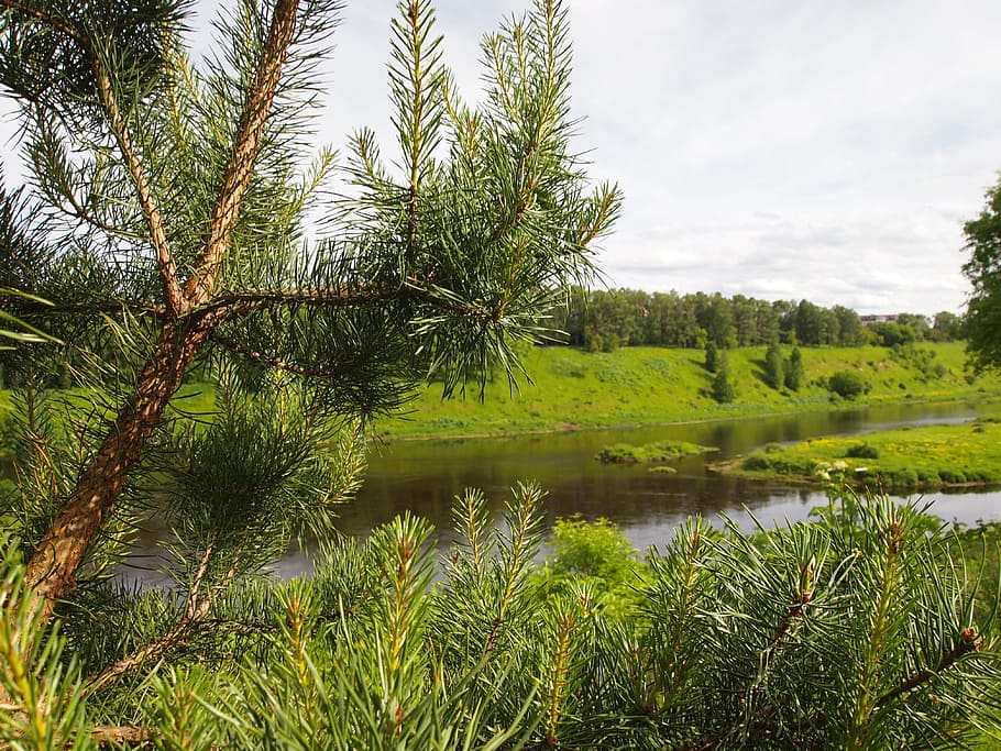 River, Landscape, Beach, Spruce, nature, tree, water, outdoors HD wallpaper