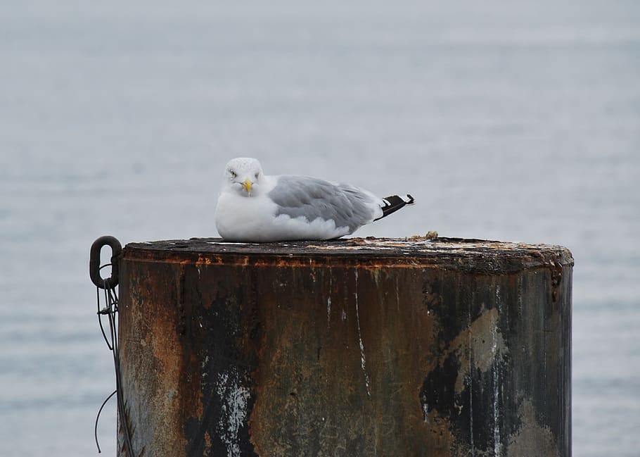 animal, bird, seevogel, gull, rest, sit, animal themes, vertebrate HD wallpaper