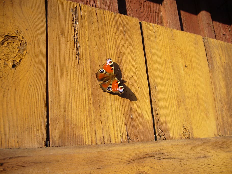 closeup photo of peacock butterfly, flower, wood - material HD wallpaper