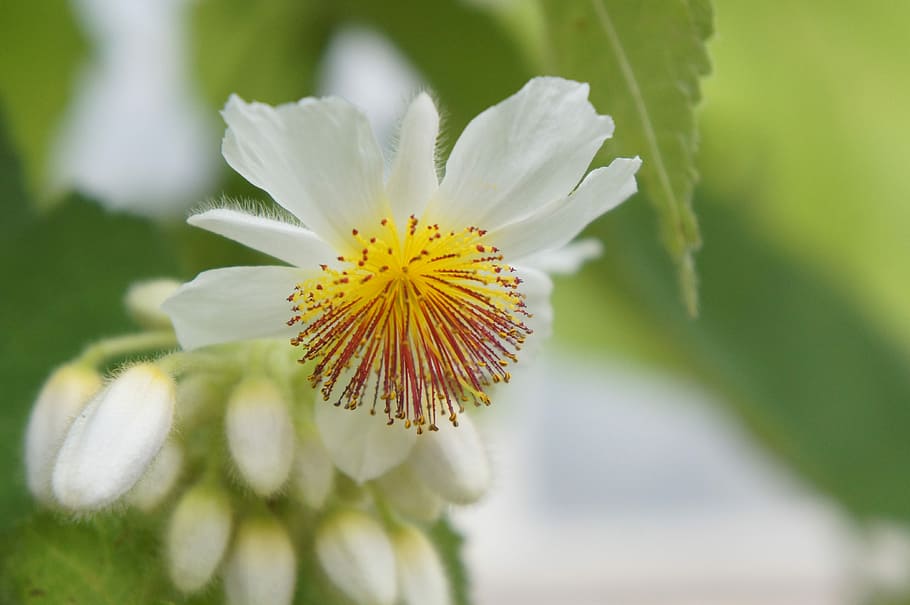 nature, plant, flower, leaf, flowering plant, freshness, beauty in nature HD wallpaper