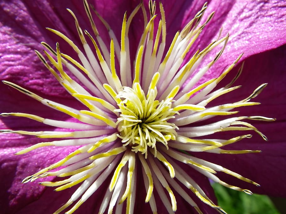 flower, macro, nature, pink, flowering plant, fragility, beauty in nature HD wallpaper