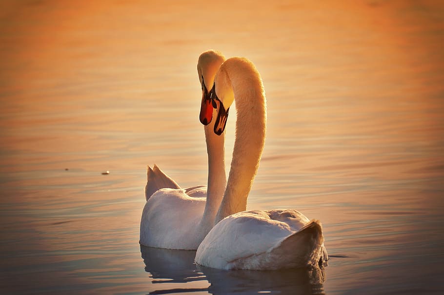 silhouette photo of mute swans on body of water, pair, lake constance HD wallpaper