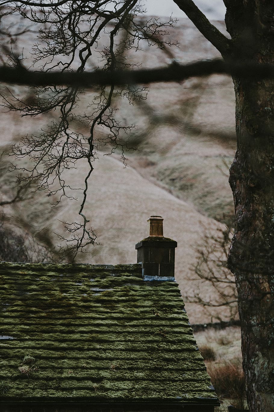 house near bare tree, brown and green roof house near tree at daytime HD wallpaper