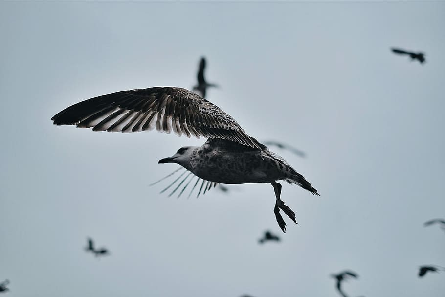 black and white bird, selective focus photography of gray flying gull HD wallpaper