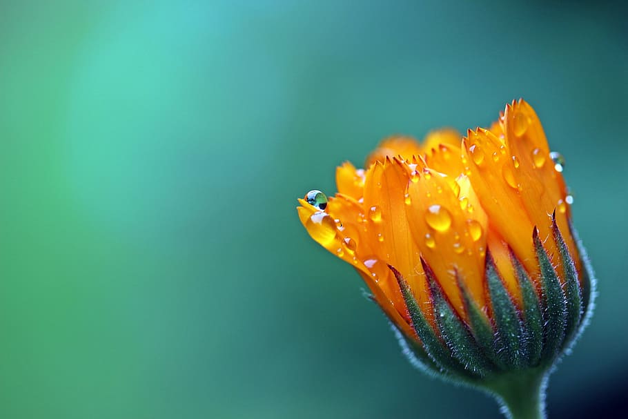 orange daisy selective-focus photography, marigold, calendula HD wallpaper
