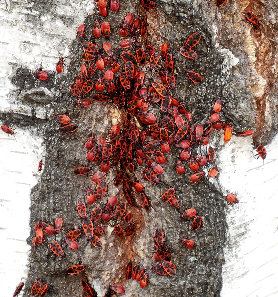animals, firebug pospolná, insect, red, water, no people, plant HD wallpaper