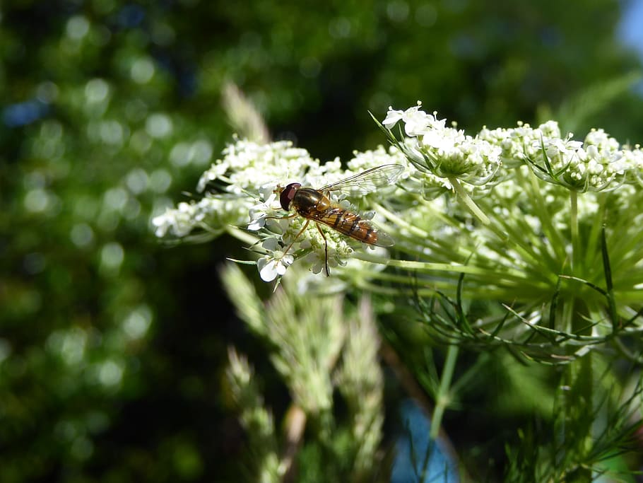 Insect, Fly, Bee, Flowers, Wing, Macro, animals, close, nature HD wallpaper
