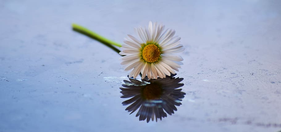 daisy, flower, bloom, yellow, white, tausendschön, little daisy HD wallpaper