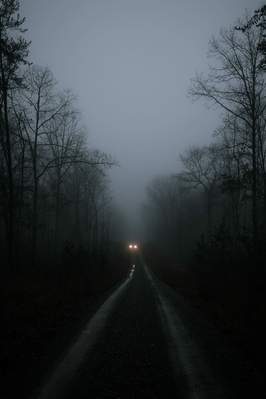 vehicle on road surrounding trees, road covered with fog, forest HD wallpaper