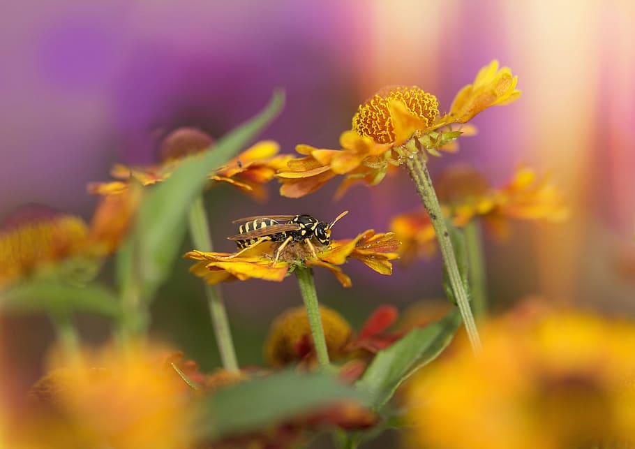 black and yellow bee perched on yellow flower, wasp, sun brews HD wallpaper