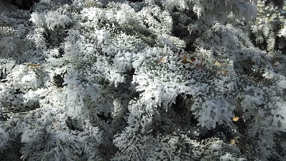 winter, tree, frost, snow, white, snowy, outdoors, seasonal HD wallpaper