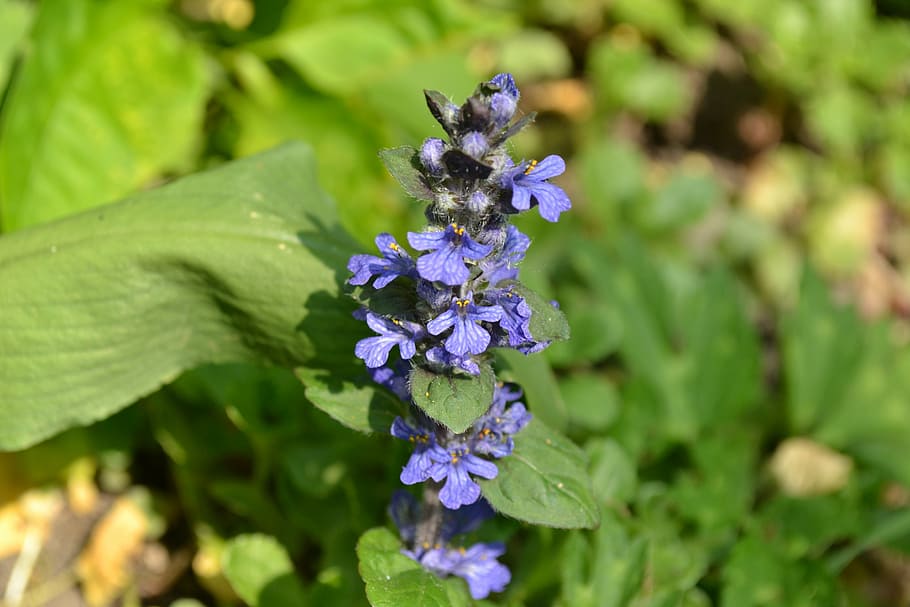 bugle, wild, flower, blue, close-up, nature, purple, beauty in nature HD wallpaper