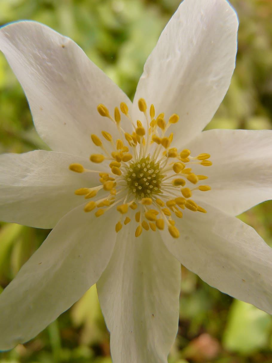 wood anemone, hahnenfußgewächs, flower, blossom, bloom, plant