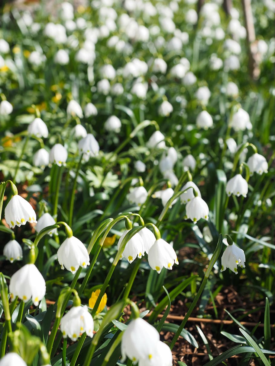 snowflake, flowers, close, detail, macro, calyx, spring, spring flower HD wallpaper