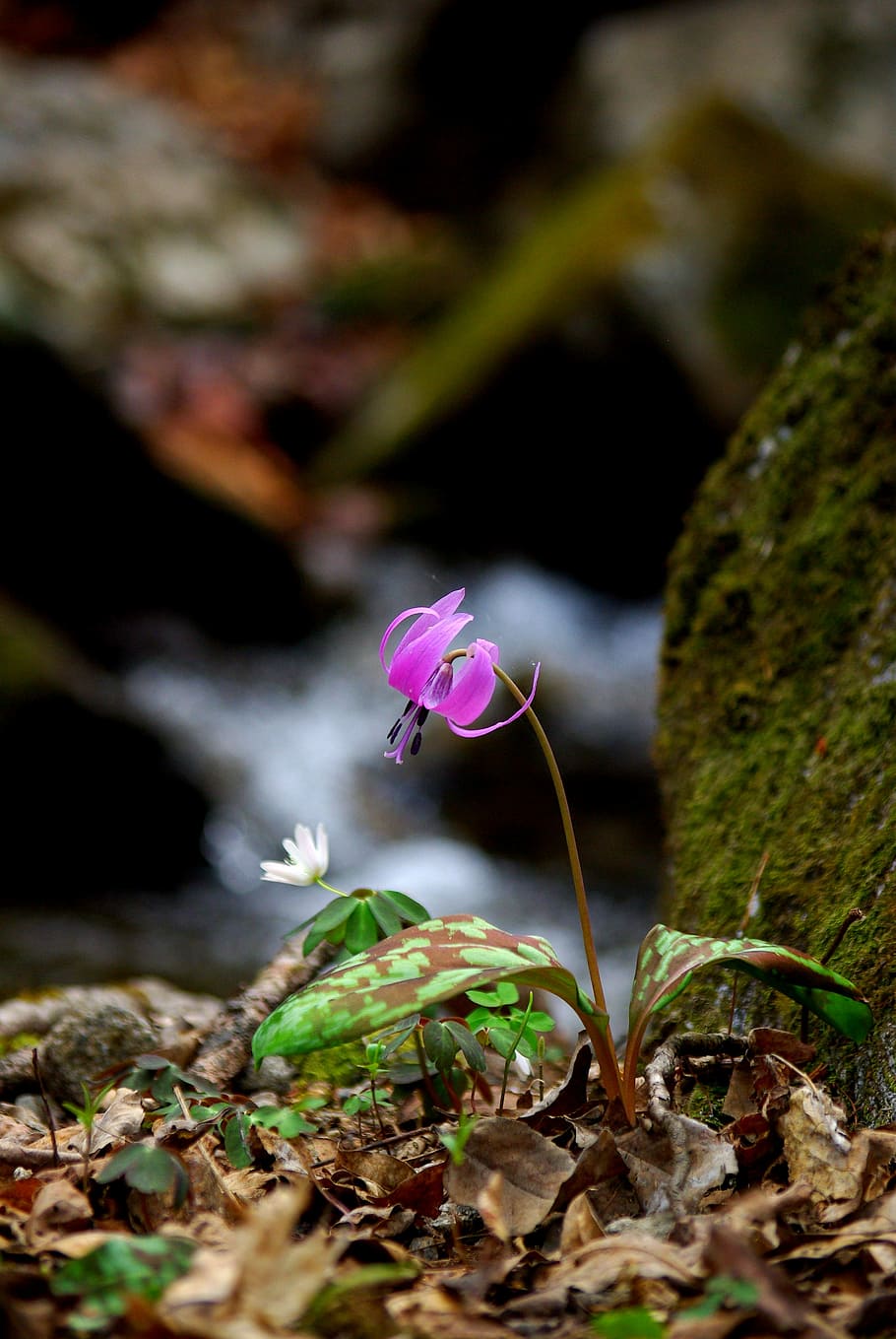 selective focus photography of pink lily flower, nature, outdoors HD wallpaper