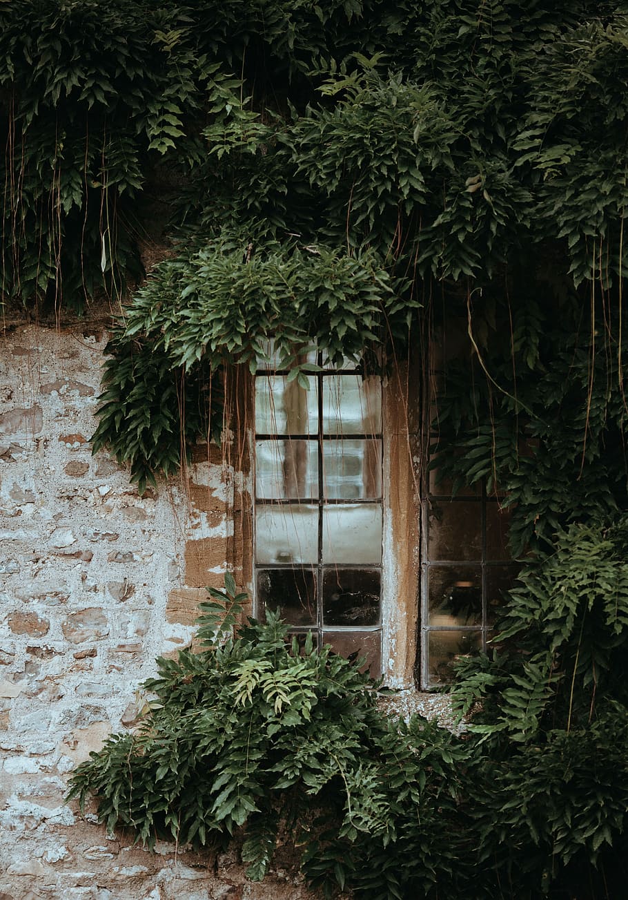 Forde Abbey, concrete building with multi-lite door surrounded with leaves HD wallpaper
