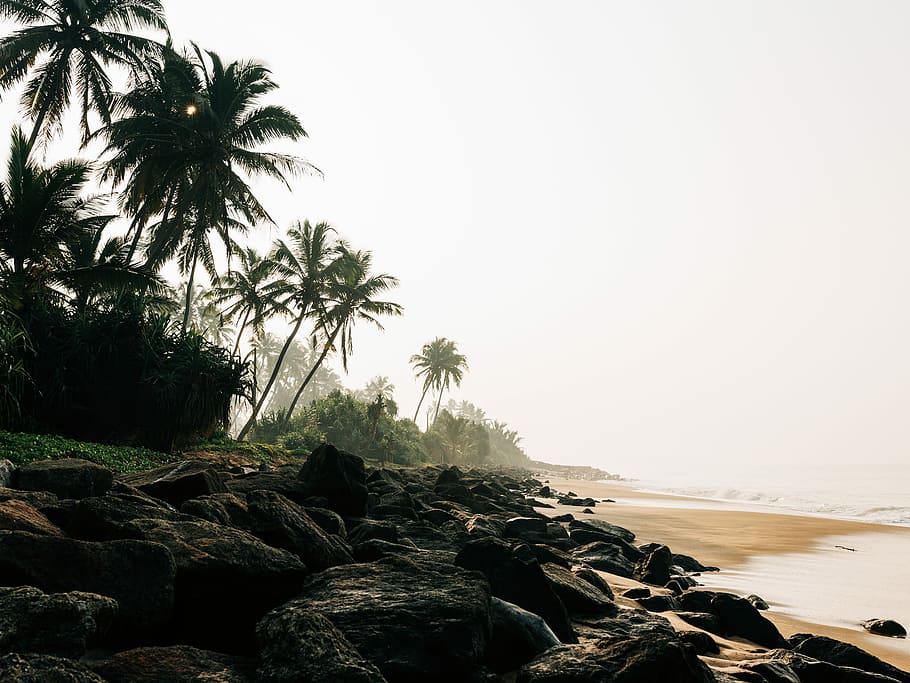 Little Jungle., green trees near seashore during daytime, palm tree HD wallpaper