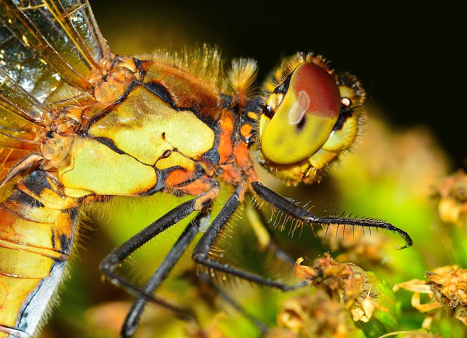 Nature, Insects, Dragonfly, Macro, one animal, animal themes HD wallpaper