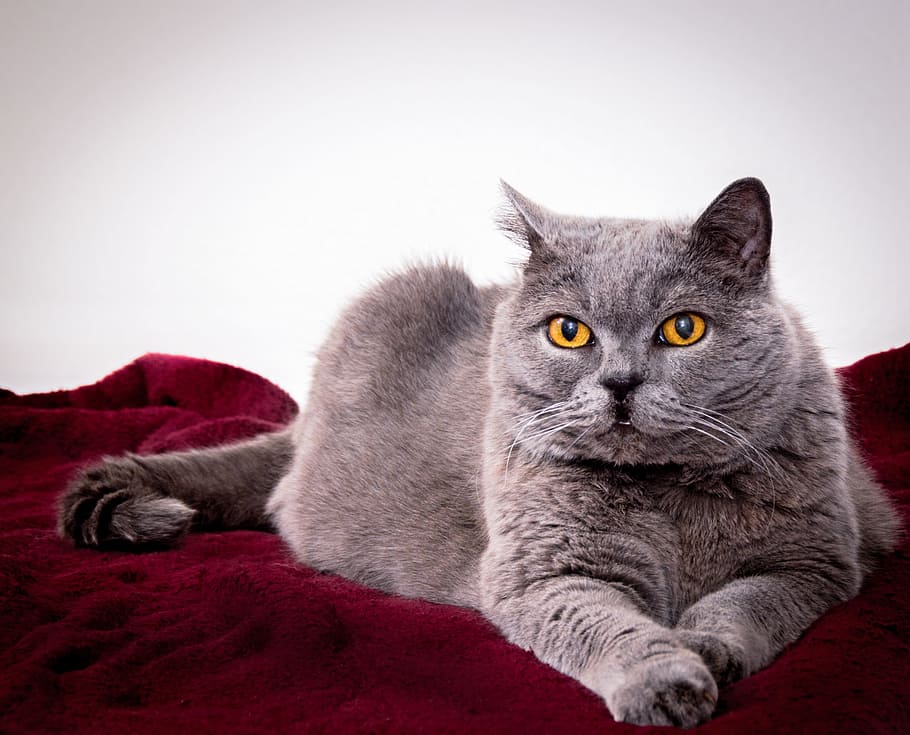 gray cat on red fabric surface, noble, graceful, grey, relaxed HD wallpaper