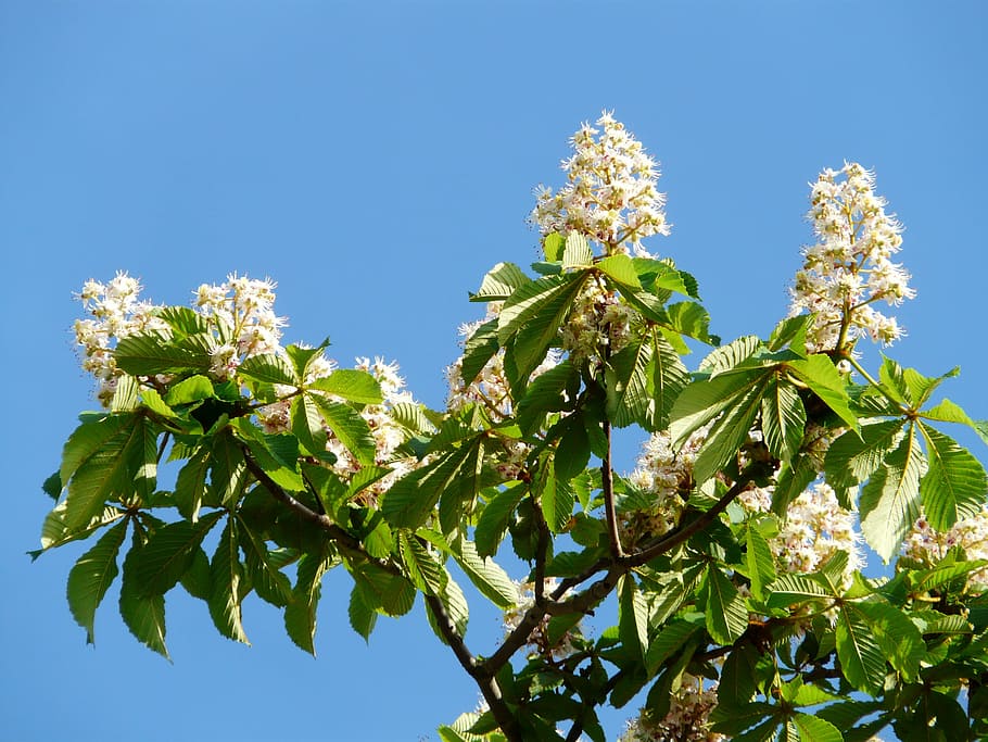 inflorescence, tree, leaves, white, flowers, bloom, flower fullness HD wallpaper