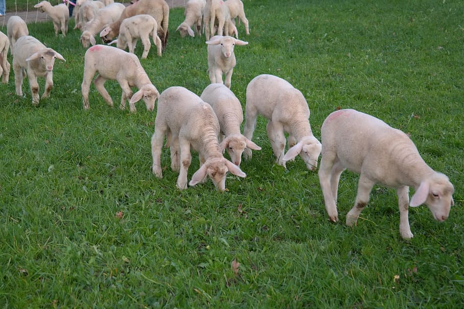 sheep, flock of sheep, lambs, domestic sheep, ovis orientalis aries