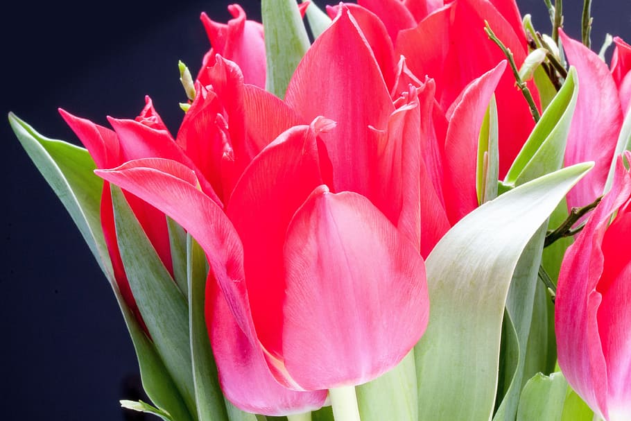 tulip, lily, spring, nature, flowers, tulips, schnittblume HD wallpaper