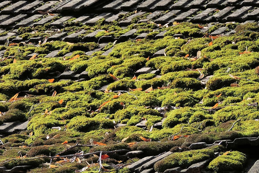 roof, tile, moss, old, leave, brick, growth, green color, day HD wallpaper