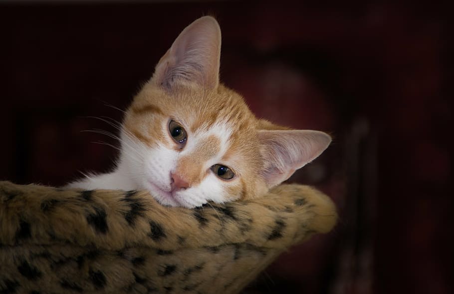 orange tabby kitten leaning on sofa, cat, dreamy, cozy, concerns HD wallpaper