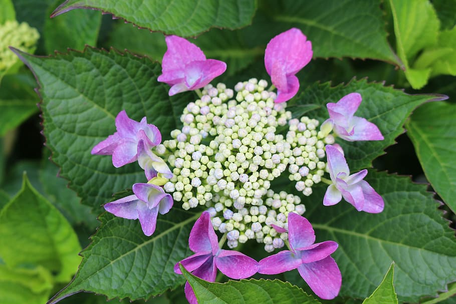 Plate, Hydrangea, Purple, Blossom, Bloom, plate hydrangea, garden HD wallpaper
