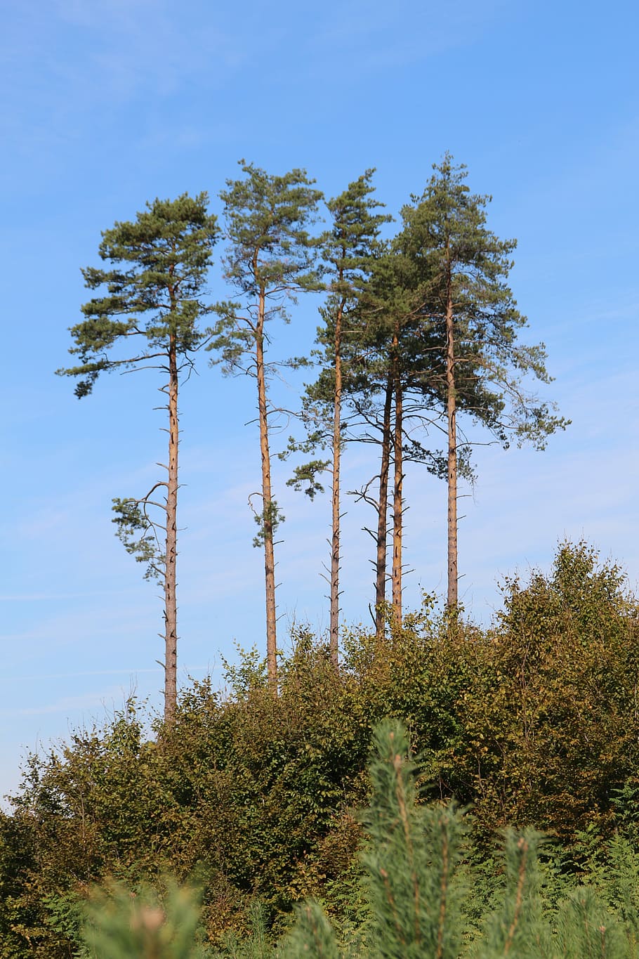 Tree, Foliage, Landscape, Mountains, nature, pine tree, forest HD wallpaper