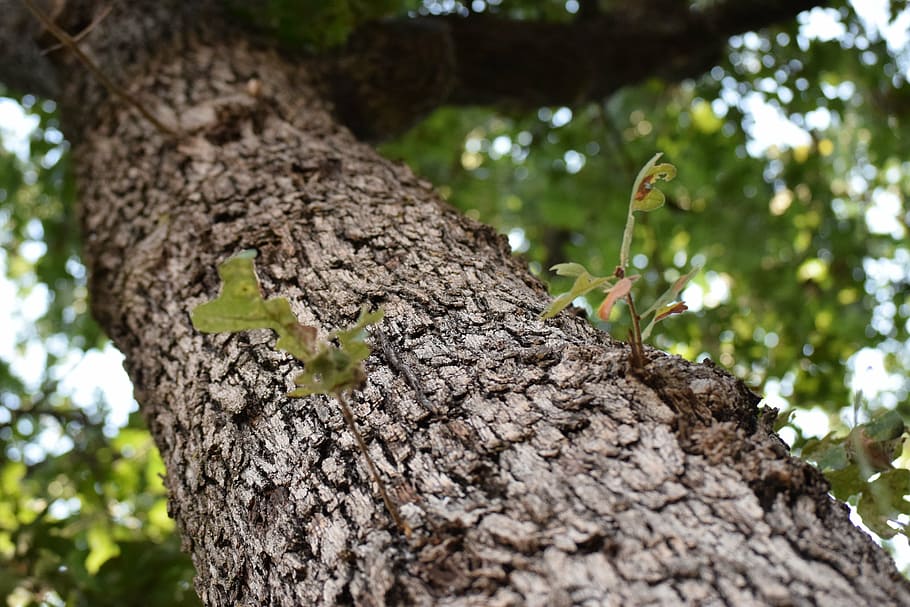 tree, leaf, bark, nature, tree trunk, plant, textured, growth HD wallpaper