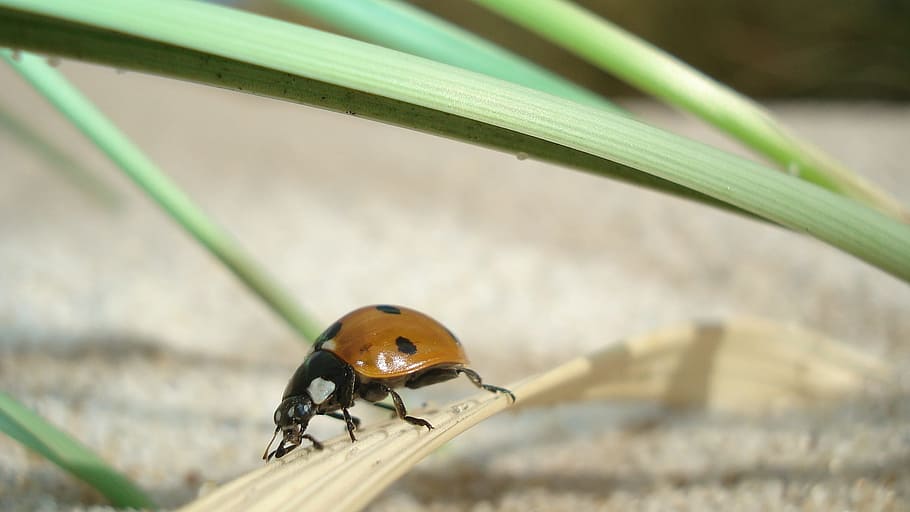 ladybug, insect, close, beetle, nature, luck, lucky ladybug HD wallpaper