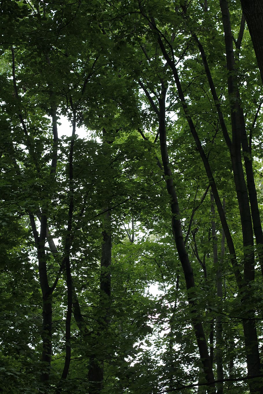 tree, branches, aesthetic, nature, leaves, tribe, crown, log HD wallpaper