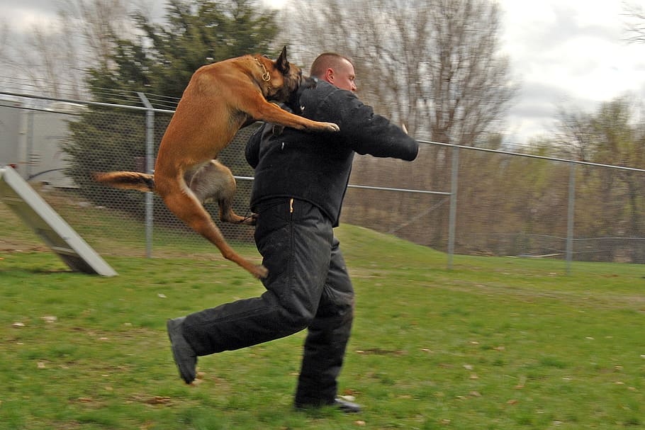 dog biting running man on green grassfield, attacking, canine, HD wallpaper
