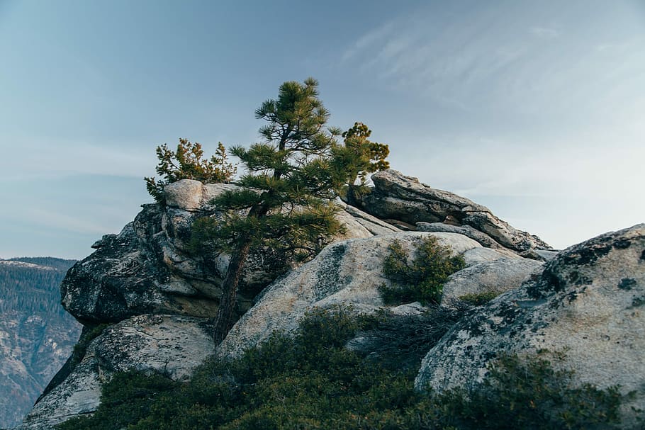 green tree, photography of mountain top at daytime, boulder, rock HD wallpaper