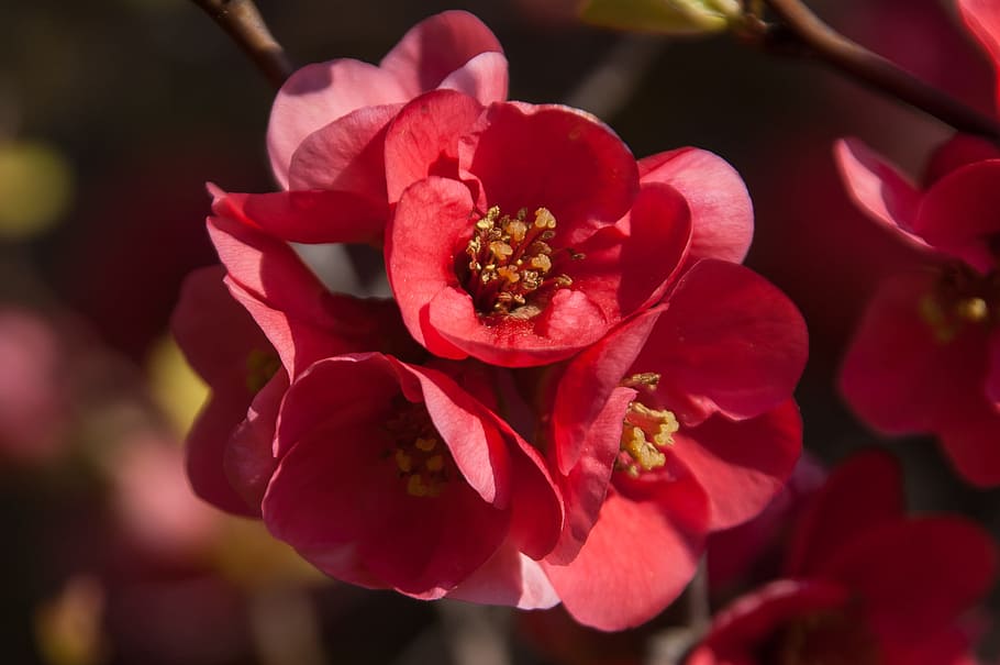 quince, red, nature, bloom, flowers, park, flowering plant HD wallpaper