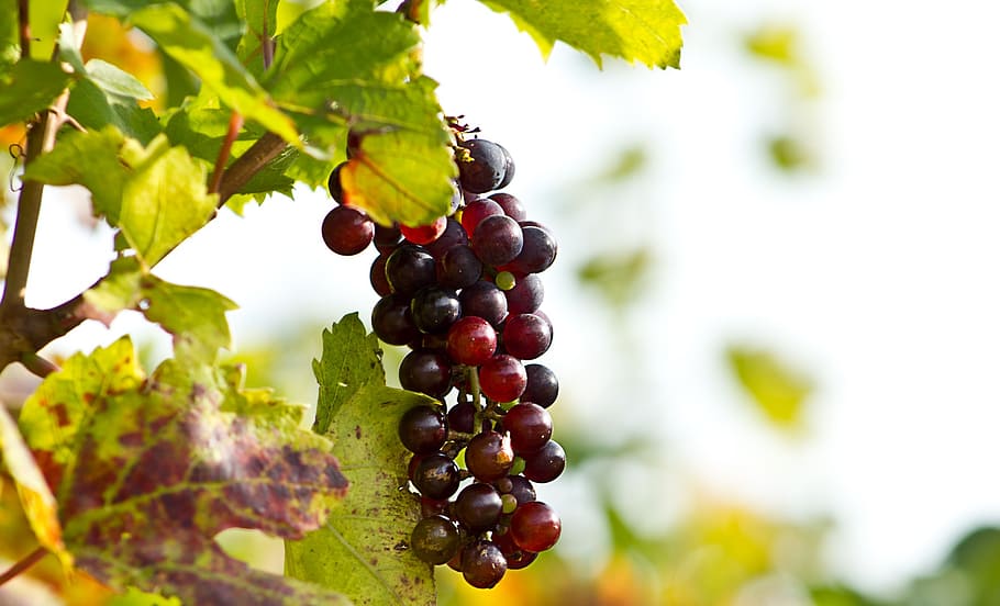 macro of grapes fruit, wine, screw, vineyard, agriculture, screws HD wallpaper