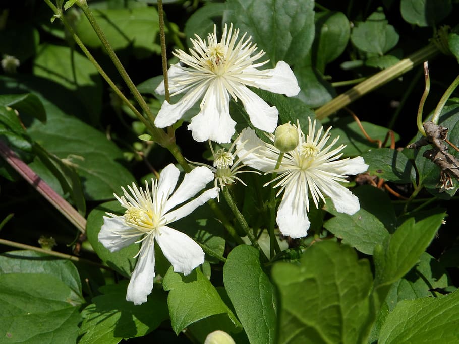 Clematis, White, Climber, Summer, inflorescence, flower, bloom HD wallpaper