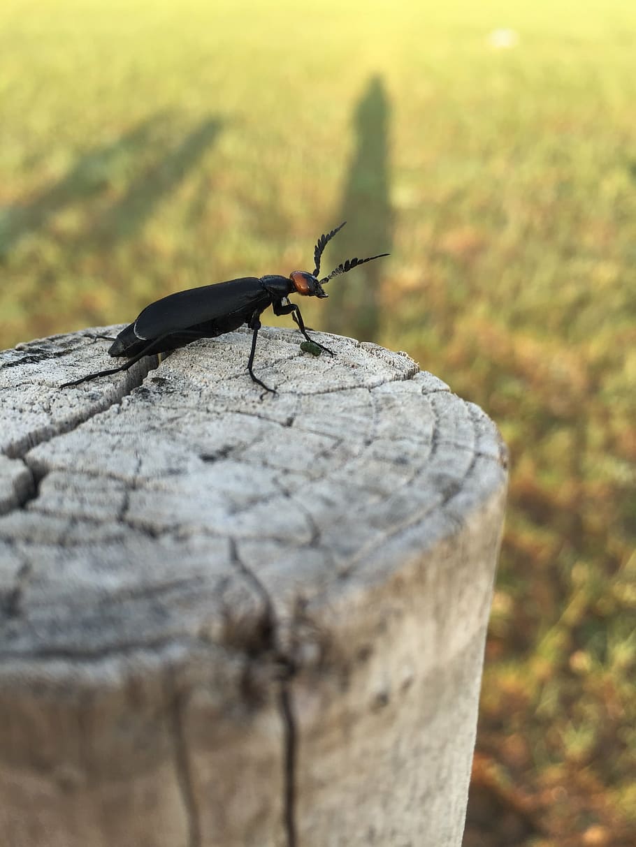 bug, prairie, chenguang, invertebrate, animal themes, animals in the wild HD wallpaper