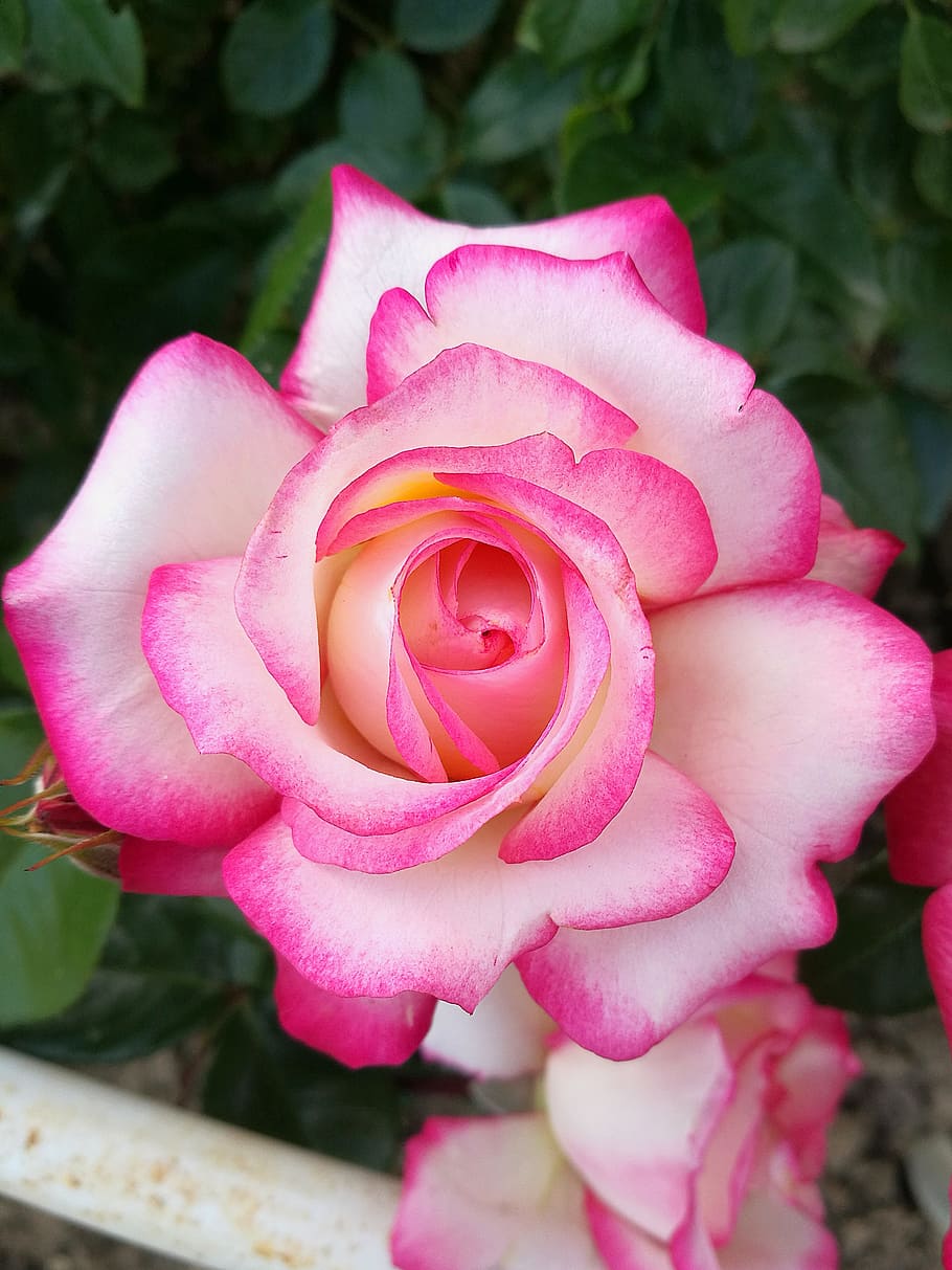 Greens, Macro, Nature, Flowers, rose, tender rose, green leaves HD wallpaper