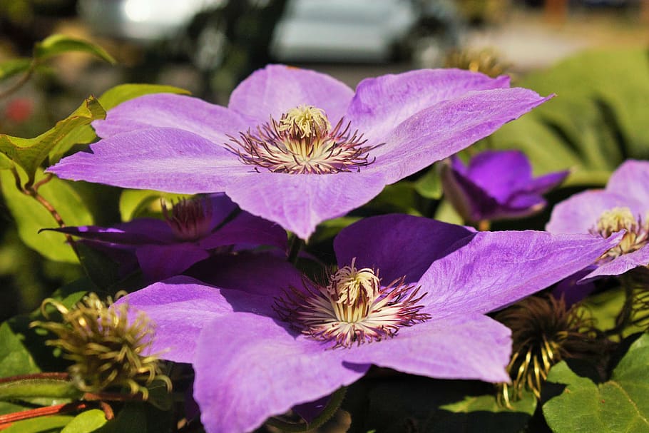 flora, flowers, spring, nature, landscape, blossom, natural HD wallpaper