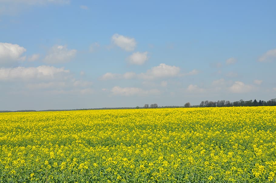 field, rapeseed, spring, nature, the cultivation of, agriculture HD wallpaper