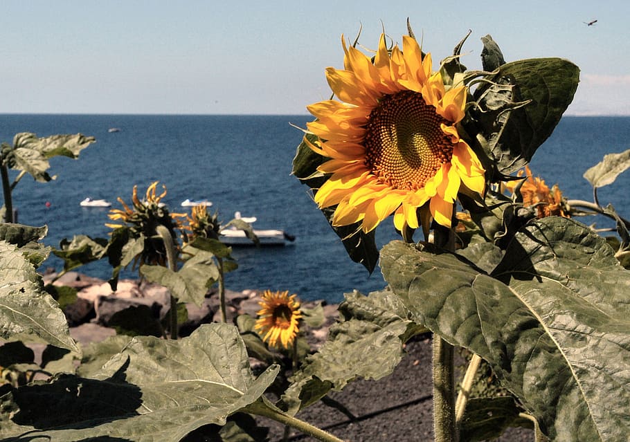 sunflower, beach, lanzarote, summer, sea, nature, vacation HD wallpaper