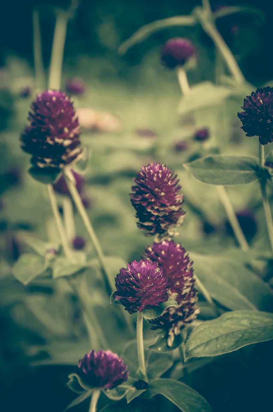 Clover, Vintage, Flower, Background, floral, pink, beautiful HD wallpaper