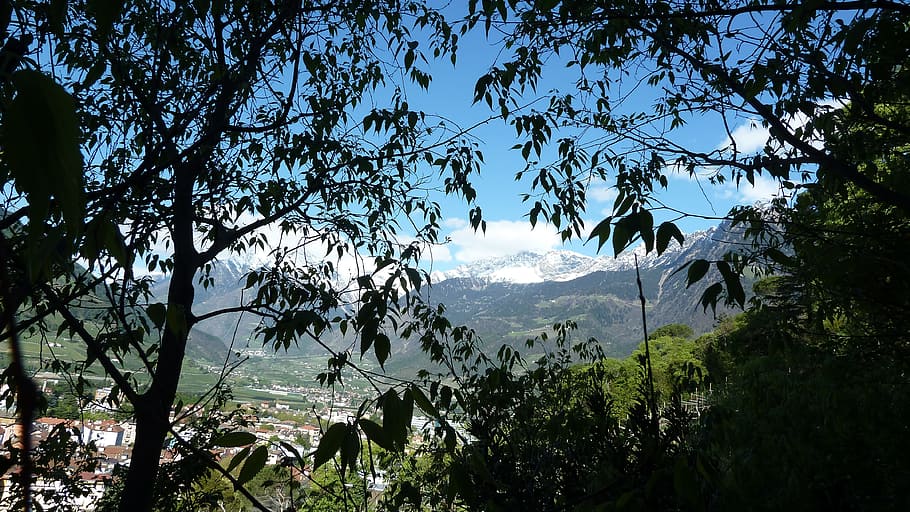 holiday, meran, tappeiner, panorama, spring, plant, tree, beauty in nature